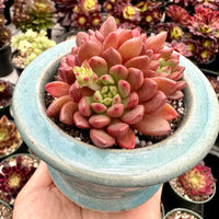 Rare Succulents - Sedeveria Pink Ruby Cluster (2.5”)