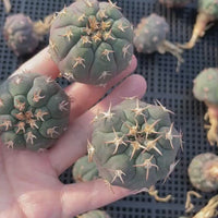 Rare Cactus - Gymnocalycium Spegzzinii v. unguispinum from seeds