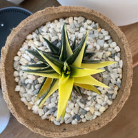 Rare Succulents - Haworthia varigated Ivory Tower