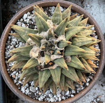 Rare Cactus - Ariocarpus Retusus