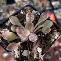 Rare Succulents - Adromischus Cristatus v. Clavifolius