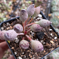 Rare Succulents - Adromischus Cristatus v. Clavifolius