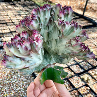 Rare Euphorbia - Euphorbia Lactea cristata variegated Pink Large