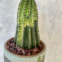 Rare Cactus - Echinopsis Eyriesii black kingkong variegated