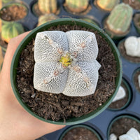 Rare Cactus - Astrophytum Onzuka (2.5”-3”)