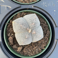 Rare Cactus - Astrophytum Onzuka (2.5”-3”)