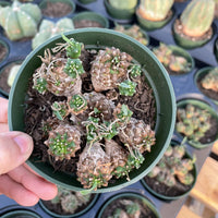 Rare Euphorbia - Euphorbia Japonica