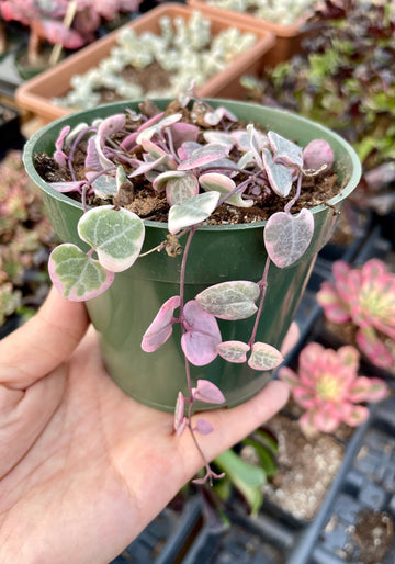 Rare Succulents - Ceropegia Woodii Variegata v. String of hearts variegata (bare roots, pot not included)