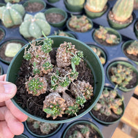 Rare Euphorbia - Euphorbia Japonica