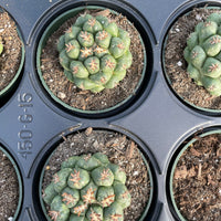 Rare Cactus - Coryphantha elephantidens var.tanshi