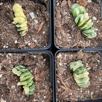 Rare Succulents - Haworthia truncata variegated (2.5" pot)