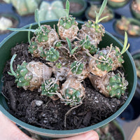 Rare Euphorbia - Euphorbia Japonica