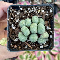 Rare Succulents - Conophytum Uviforme cluster