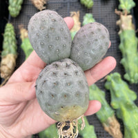 Rare Cactus - Tephrocactus geometricus triple balls