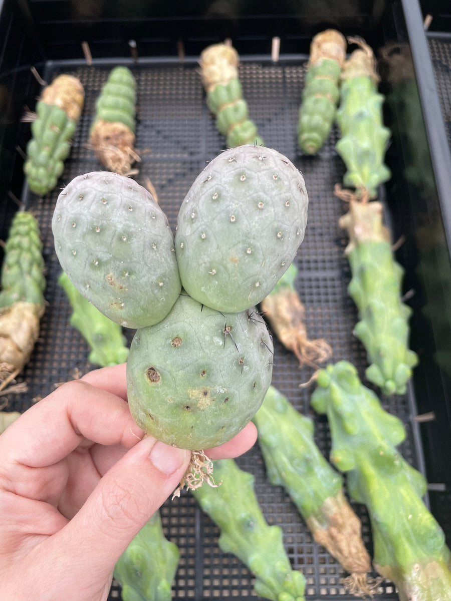 Rare Cactus - Tephrocactus geometricus triple balls