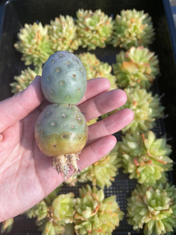 Rare Cactus - Tephrocactus geometricus 2 balls