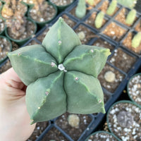 Rare Cactus - Astrophytum Myriostigma cv. Kikko Large (6" pot)