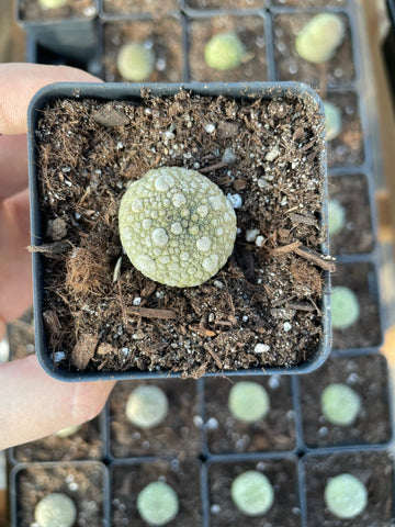 Rare Cactus - Pseudolithos Migiurtinus (0.4”-0.5”)