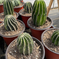 Rare Cactus - Echinopsis Eyriesii black kingkong variegated