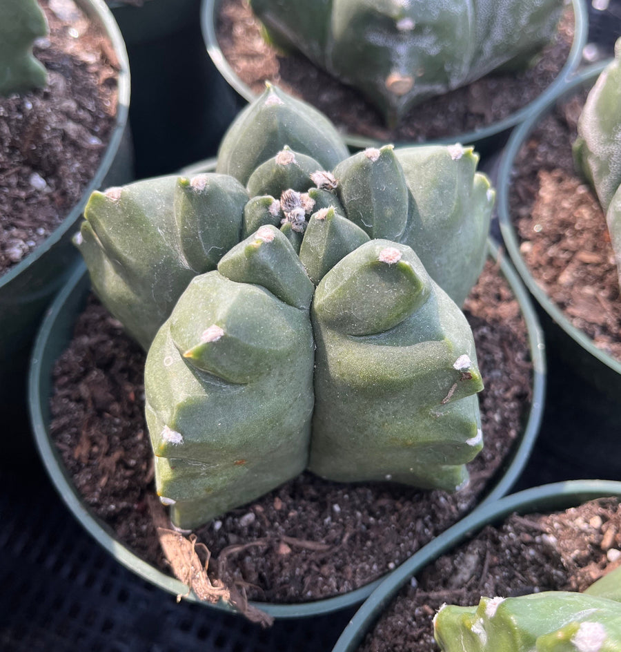 Rare Cactus - Astrophytum Myriostigma cv. Kikko Large (6