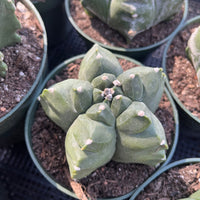 Rare Cactus - Astrophytum Myriostigma cv. Kikko Large (6" pot)