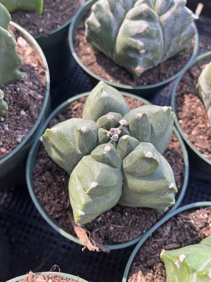 Rare Cactus - Astrophytum Myriostigma cv. Kikko Large (6