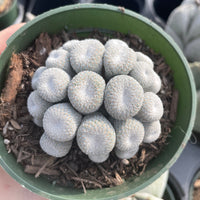 Rare Cactus - Epithelantha micromeris cluster