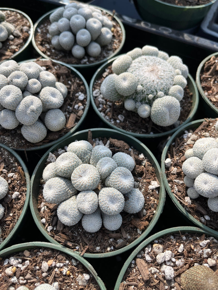 Rare Cactus - Epithelantha micromeris cluster
