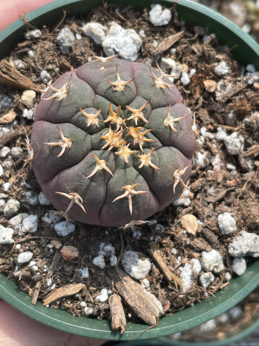 Rare Cactus - Gymnocalycium Spegzzinii v. unguispinum from seeds