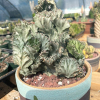 Rare Euphorbia - Euphorbia Lactea cristata variegated grey