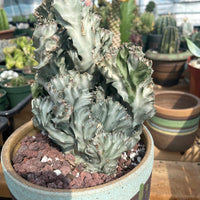 Rare Euphorbia - Euphorbia Lactea cristata variegated grey