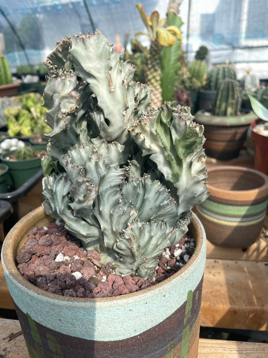 Rare Euphorbia - Euphorbia Lactea cristata variegated grey