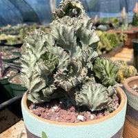 Rare Euphorbia - Euphorbia Lactea cristata variegated grey