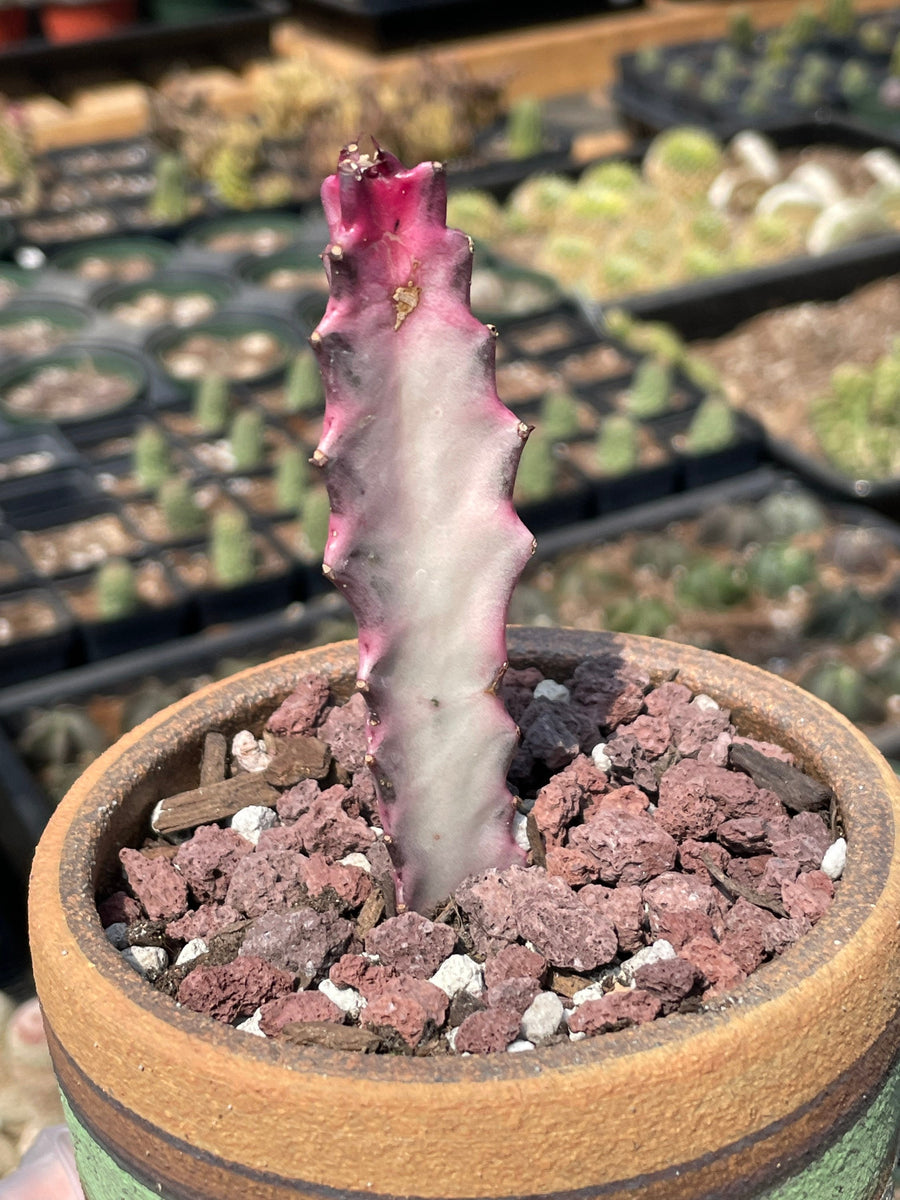 Rare Euphorbia - Euphorbia Lactea ghost Variegata pink