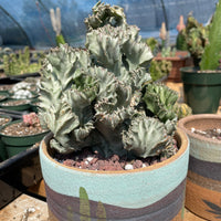 Rare Euphorbia - Euphorbia Lactea cristata variegated grey