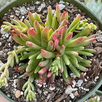 Rare Succulents - Dudleya Viscida (3")