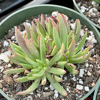 Rare Succulents - Dudleya Viscida (3")