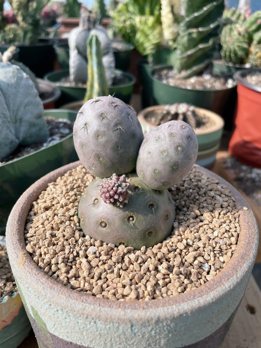 Rare Cactus - Tephrocactus geometricus triple balls