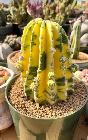 Rare Cactus - Echinopsis Eyriesii Variegata large