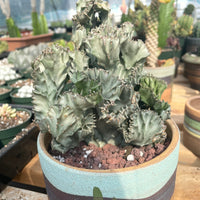 Rare Euphorbia - Euphorbia Lactea cristata variegated grey