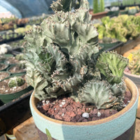 Rare Euphorbia - Euphorbia Lactea cristata variegated grey