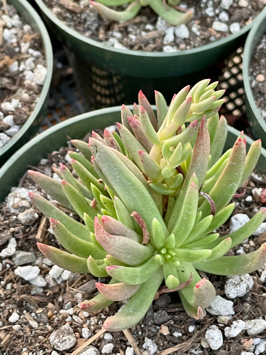 Rare Succulents - Dudleya Viscida (3