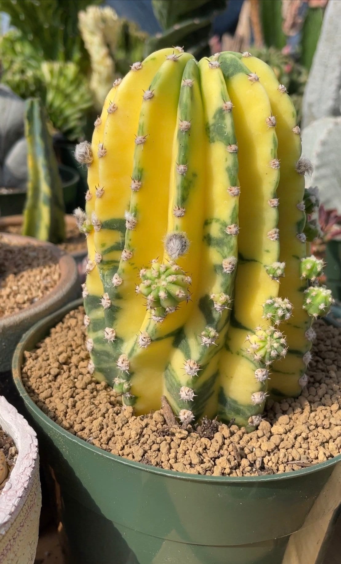 Neoraimondia Arequipensis - Big Bed of Straw - Rare Weird Cactus