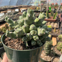 Rare Euphorbia - Euphorbia clivicola (5.5” pot)
