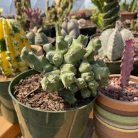 Rare Euphorbia - Euphorbia clivicola (5.5” pot)