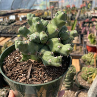 Rare Euphorbia - Euphorbia clivicola (5.5” pot)