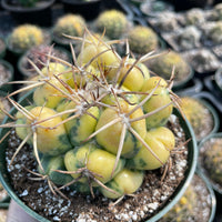 Rare Cactus - Coryphantha elephantidens variegata (4.5" pot)