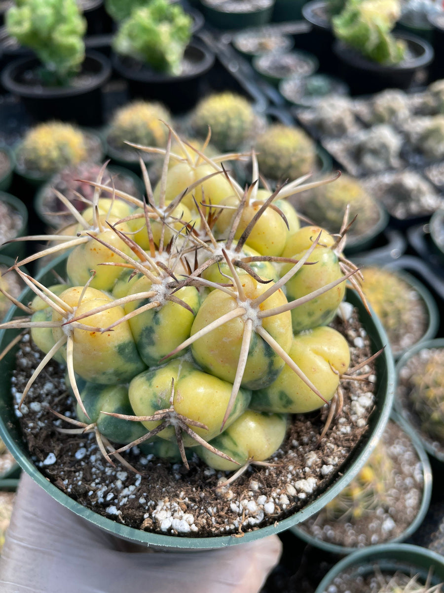Rare Cactus - Coryphantha elephantidens variegata (4.5