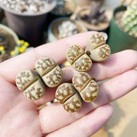 Rare Succulents - Lithops Dorotheae Single heads