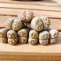 Rare Succulents - Lithops Dorotheae Single heads